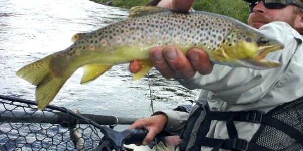 webguidenevada|Fish in Fyans Creek: Try your hand at fishing in Fyans Creek
