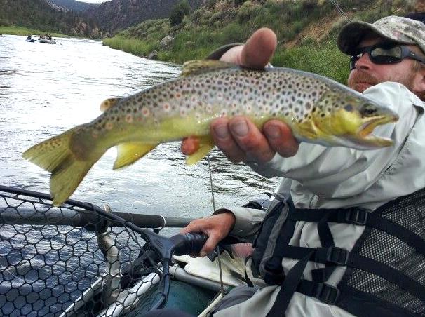webguidenevada|Fish in Fyans Creek: Try your hand at fishing in Fyans Creek